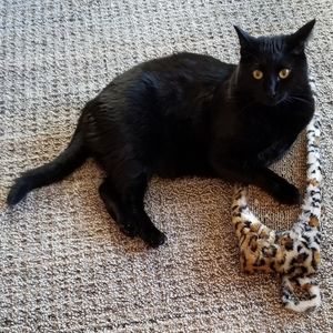 Franklin Elvis is Not For Sale